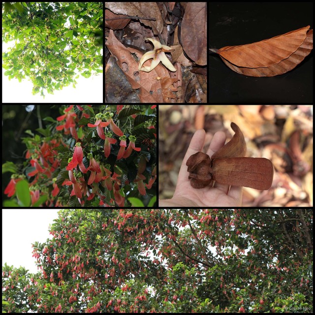Dipterocarpus sublamellatus • © Louise Neo • All Rights Reserved