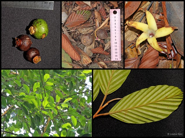 Dipterocarpus tempehes • © Louise Neo • All Rights Reserved