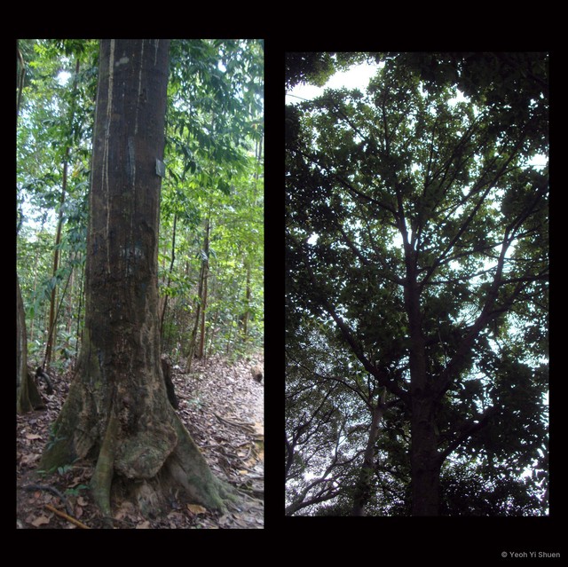 Hopea mengarawan • © Yeoh Yi Shuen • All Rights Reserved