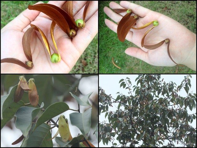 Hopea nutans • © Cerlin Ng • All Rights Reserved