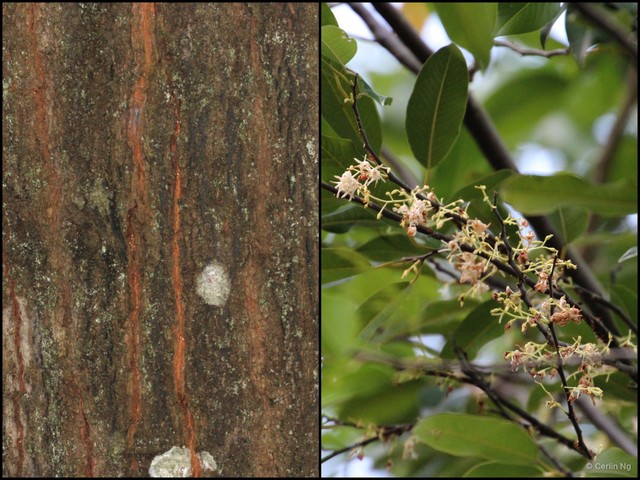 Hopea odorata • © Cerlin Ng • All Rights Reserved