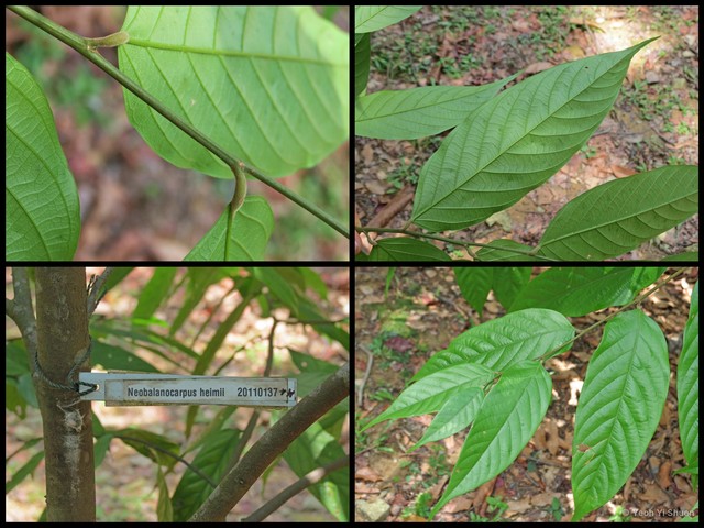 Neobalanocarpus heimii • © Yeoh Yi Shuen • All Rights Reserved