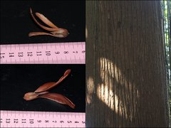 Rubroshorea curtisii