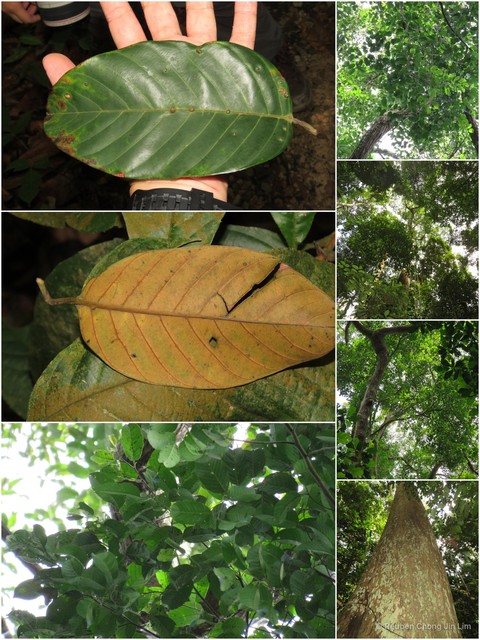 Rubroshorea johorensis • © Reuben Chong Jin Lim • All Rights Reserved