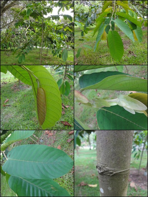 Rubroshorea macrophylla • © Ong Kwan Han • All Rights Reserved