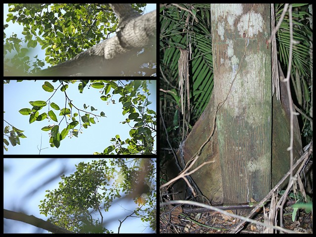 Rubroshorea parvifolia • © NUSBL • All Rights Reserved