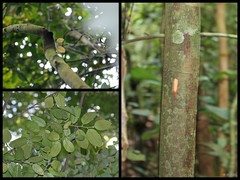 Rubroshorea pauciflora