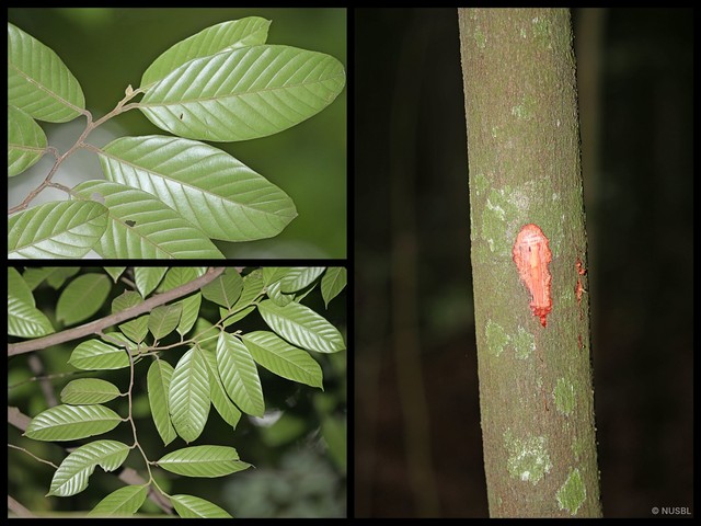 Rubroshorea platycarpa • © NUSBL • All Rights Reserved