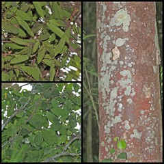 Vatica pauciflora