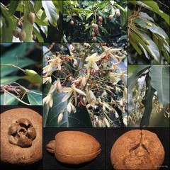 Vatica rassak
