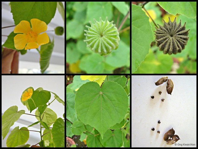 Abutilon indicum • © Ong Kwan Han • All Rights Reserved