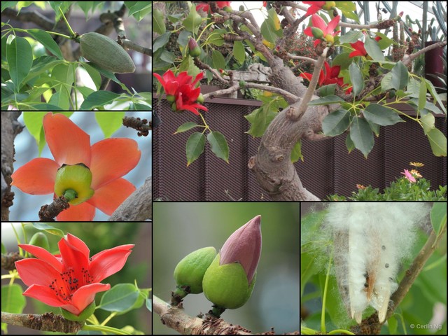 Bombax ceiba var. leiocarpum • © Cerlin Ng • All Rights Reserved