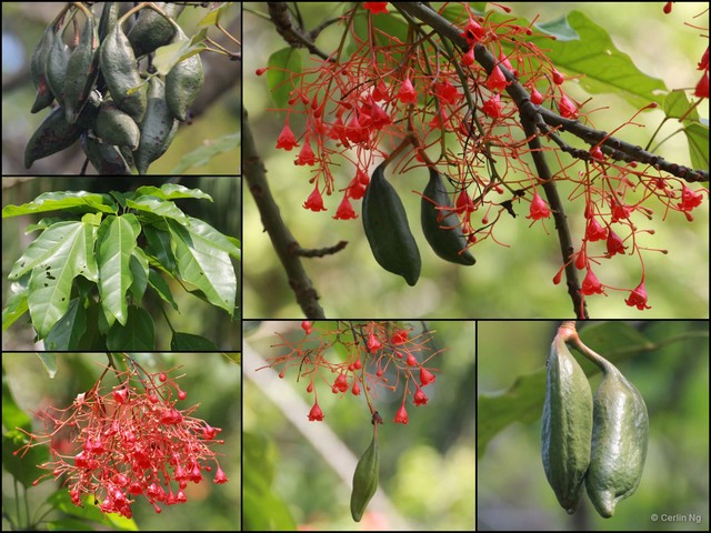 Brachychiton acerifolius • © Cerlin Ng • All Rights Reserved