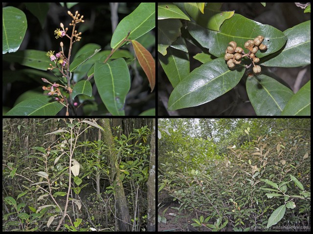 Brownlowia tersa • © Ria Tan • All Rights Reserved
