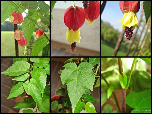 Callianthe megapotamica • © Ong Kwan Han • All Rights Reserved
