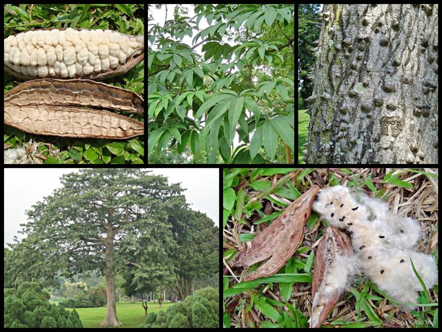 Ceiba pentandra • © Ong Kwan Han • All Rights Reserved