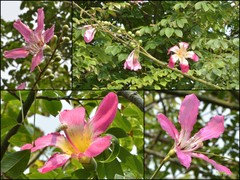 Ceiba speciosa