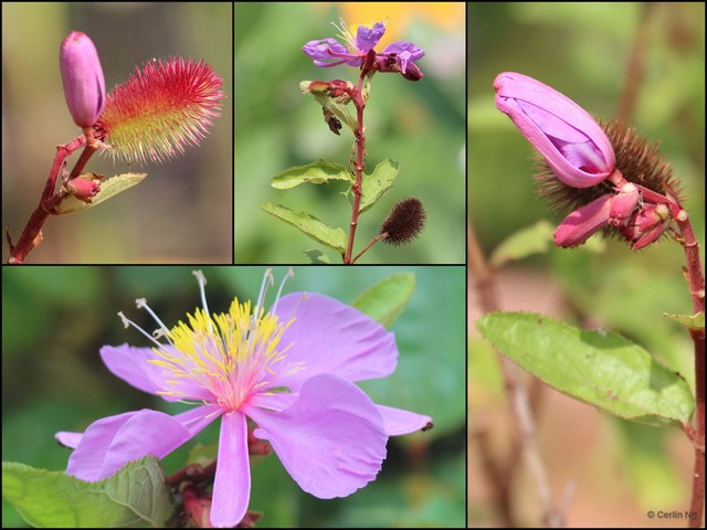 Clappertonia ficifolia • © Cerlin Ng • All Rights Reserved