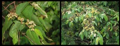 Commersonia bartramia