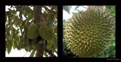 Durio zibethinus