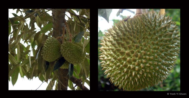 Durio zibethinus • © Yeoh Yi Shuen • All Rights Reserved
