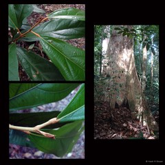 Heritiera elata Ridl.