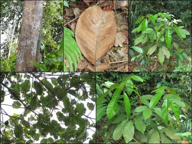 Heritiera simplicifolia • © Yeoh Yi Shuen • All Rights Reserved