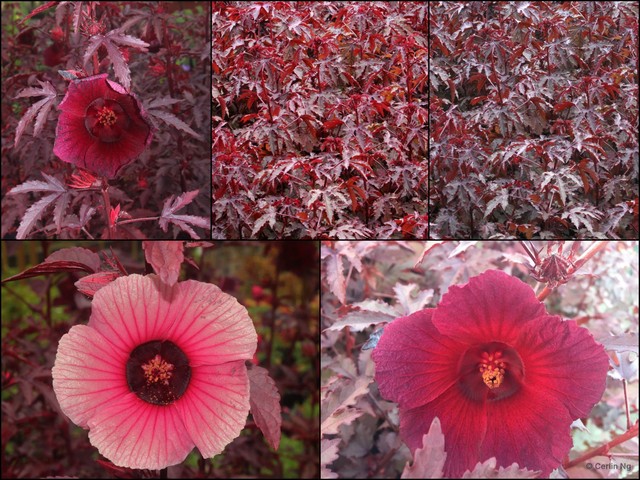 Hibiscus acetosella • © Cerlin Ng • All Rights Reserved