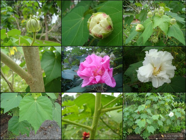 Hibiscus mutabilis • © Ong Kwan Han • All Rights Reserved