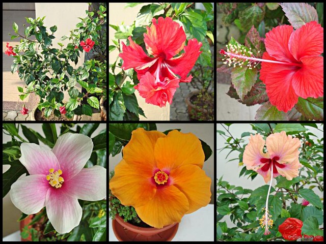 Hibiscus rosa-sinensis • © Ong Kwan Han • All Rights Reserved