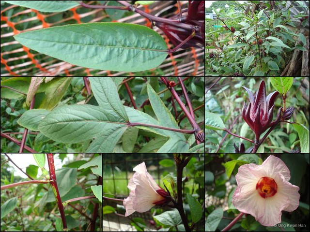 Hibiscus sabdariffa • © Ong Kwan Han • All Rights Reserved