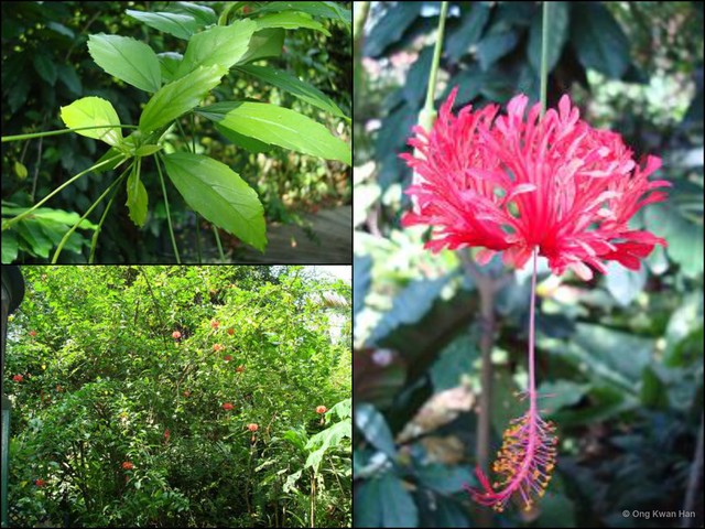 Hibiscus schizopetalus • © Ong Kwan Han • All Rights Reserved