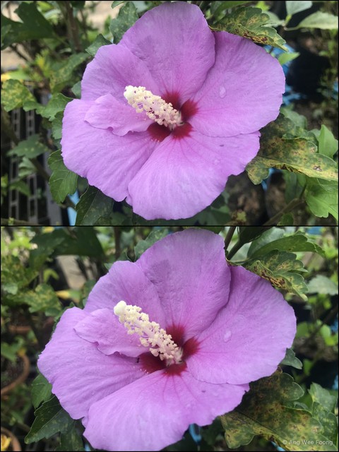 Hibiscus syriacus • © Ang Wee Foong • All Rights Reserved