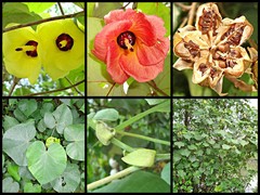 Hibiscus tiliaceus