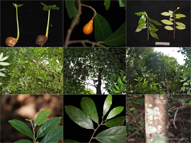 Microcos antidesmifolia var. antidesmifolia • © Reuben Chong Jin Lim • All Rights Reserved