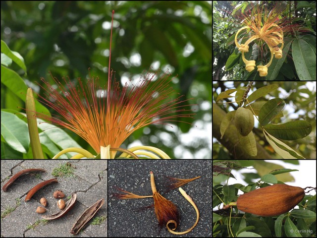 Pachira aquatica • © Cerlin Ng • All Rights Reserved