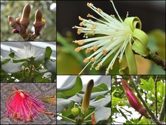 Pseudobombax ellipticum (Kunth) Dugand