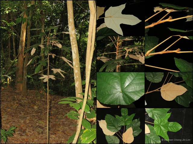 Pterospermum diversifolium • © Reuben Chong Jin Lim • All Rights Reserved
