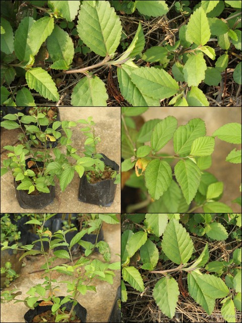 Sida cordifolia • © Ang Wee Foong • All Rights Reserved