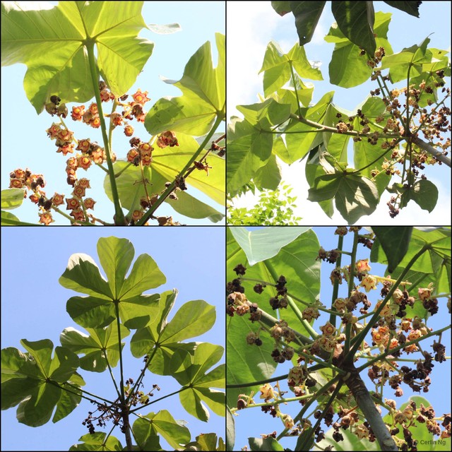 Sterculia apetala • © Cerlin Ng • All Rights Reserved