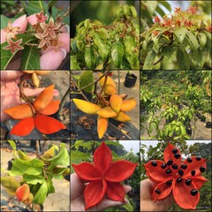 Sterculia lanceolata var. coccinea