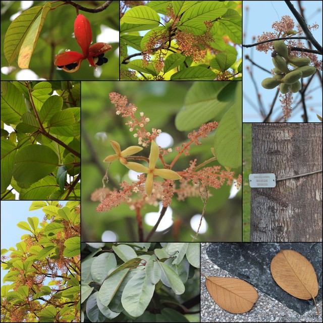 Sterculia cordata • © Cerlin Ng • All Rights Reserved