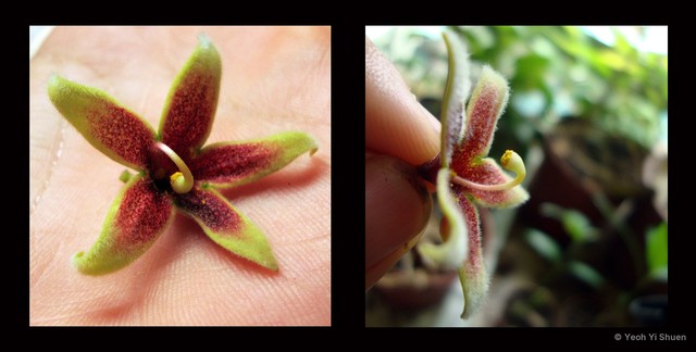 Sterculia foetida • © Yeoh Yi Shuen • All Rights Reserved