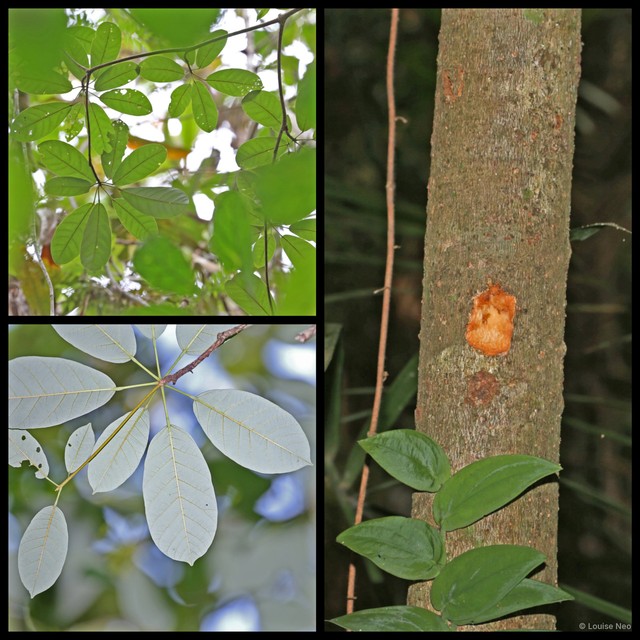 Sterculia gilva • © Louise Neo • All Rights Reserved