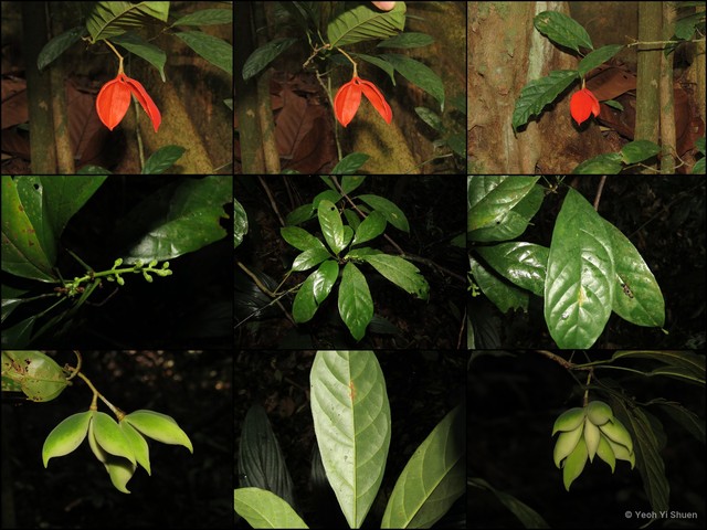 Sterculia hamiltonii • © Yeoh Yi Shuen • All Rights Reserved