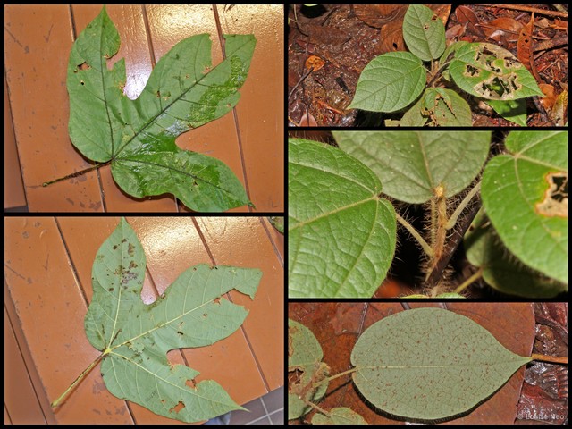 Sterculia macrophylla • © Louise Neo • All Rights Reserved