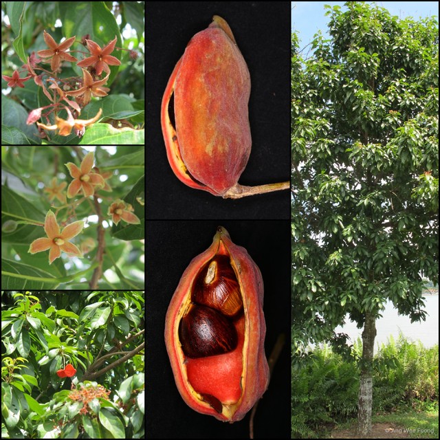 Sterculia monosperma • © Ang Wee Foong • All Rights Reserved