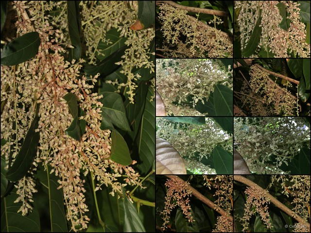 Sterculia oblongata • © Cerlin Ng • All Rights Reserved