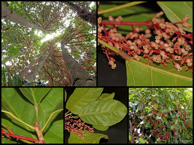 Sterculia parviflora • © Louise Neo • All Rights Reserved