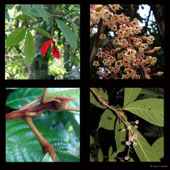 Sterculia rubiginosa